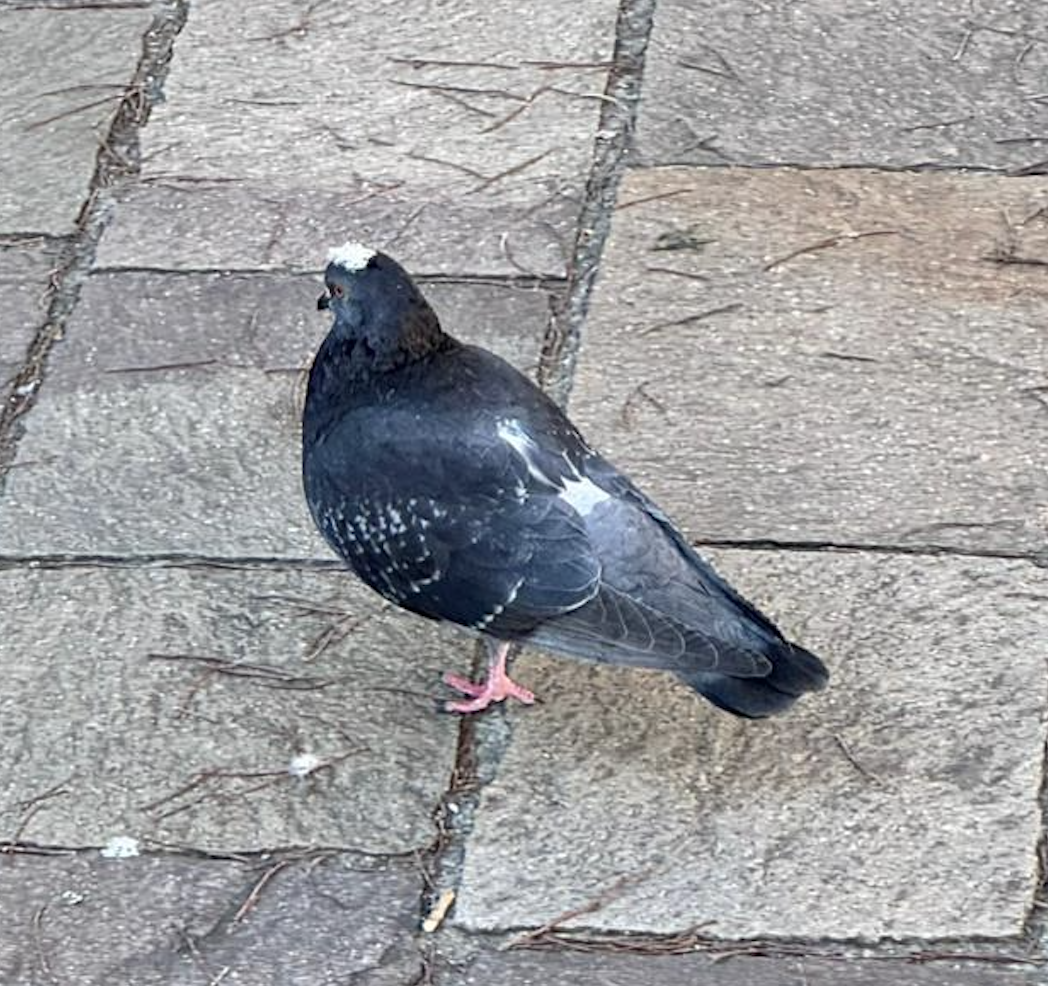 pigeon with hat
